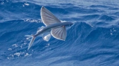 Летюча риба