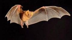 Летючі миші