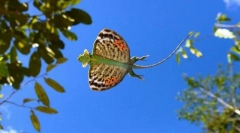 Літаючий дракон