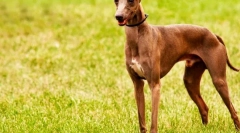 Допомога (фото): елегантна та грайлива улюблена королівська дворянство