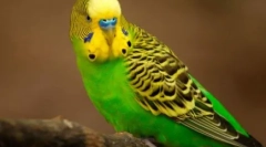 Lezginka виконується папугами: відео, де пір'я виконують жорсткі танці