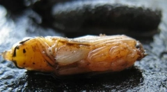 Лікаря водіїв