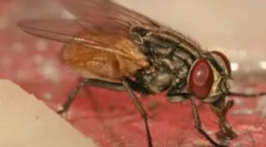 Muh личинки в людині