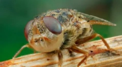 Личинки вівсю в людському тілі та тваринах