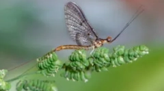 Личинки та риболовля