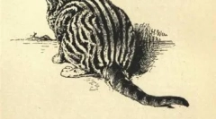 Обличчя бренду whiskas та інші зірки cat реклама