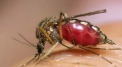 Жовта лихоманка, денга та зіка, що переносять комарі