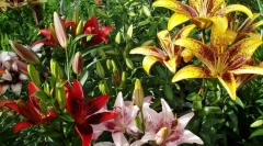 Лілія садова