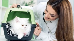 Лімфатична система