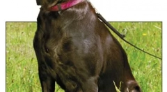 Лімфома та лейкемія в собак