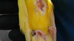 Ліпома папуга, причини, лікування