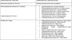 Фокс - опис, види, де мешкає