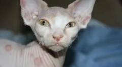 Позбавити кішок: причини та лікування