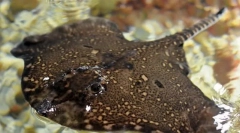 Liser sea, або колючий