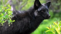 Шкіра: можливі собаки та лисиця і лисиця