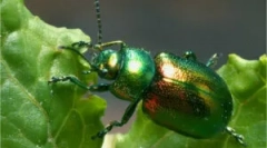 Лист: опис та пошкодження