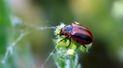 Листи та довгоносики