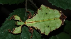 Лицидка цейлон