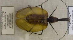 Остання баггер