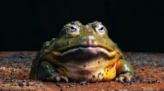 Жаба голіаф