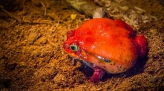 Жаб-помідор