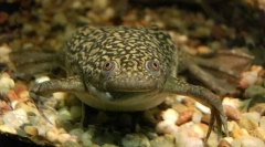 Жаба short гладка