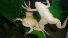 Жаба шорсвая