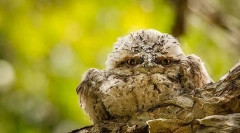 Флагщик. Сім'я птахів