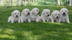 Улюблена собака породжує від американців: десяток найкраще