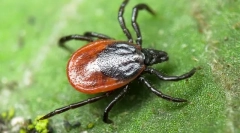 Цікаві факти про кліщі