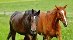 Коні німеччини