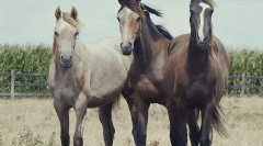 Коні: цікаві факти про найбільш благородних тварин 🐎