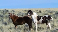 Коні нового світла