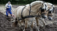 Коні робітників