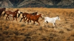 Коні у дикій природі