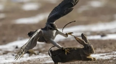 Багато птахів