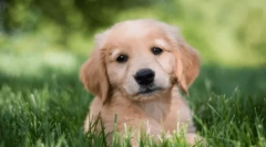 Краща собака порода для дітей у квартирі