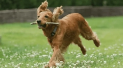 Краща собака порода для людей похилого віку - фото та опис