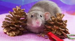 Кращі домашні тварини