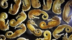 Кращі фотографії wildlife 2011