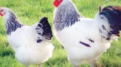 Кращі м'ясні породи курячі