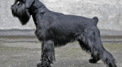 Найкращі собаки для відпочинку для квартир