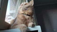 Кращі коміри з бліх і кліщів для кішок