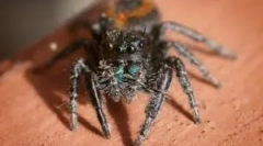 Кращі павуки для дому