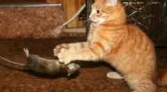 Кращі породи котячі коріння