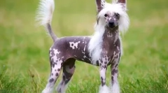 Кращі собаки для зберігання в квартирі: як вибрати тварину