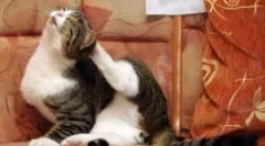 Кращі файли з bloch: огляд та критерії