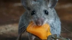 Найкращі засоби захисту від щурів і мишей