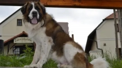 Кращі сторожоги для приватного будинку