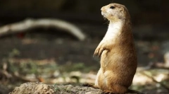 Лугові собаки